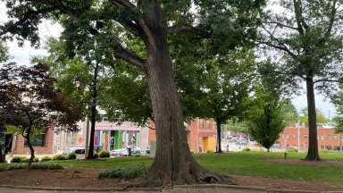large oak tree in nash square