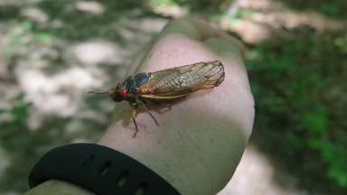 Cicadas on a human hand