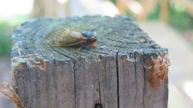 A periodical cicada recently emerged from its exoskeleton