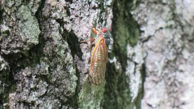 A periodical cicada climbing a tree