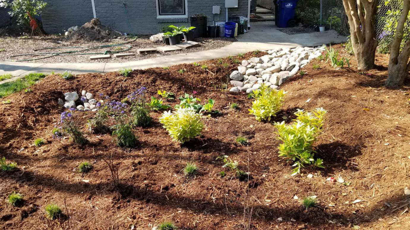 A rain garden in a yard with green plants, purple flowers, and brown soil and mulch. 