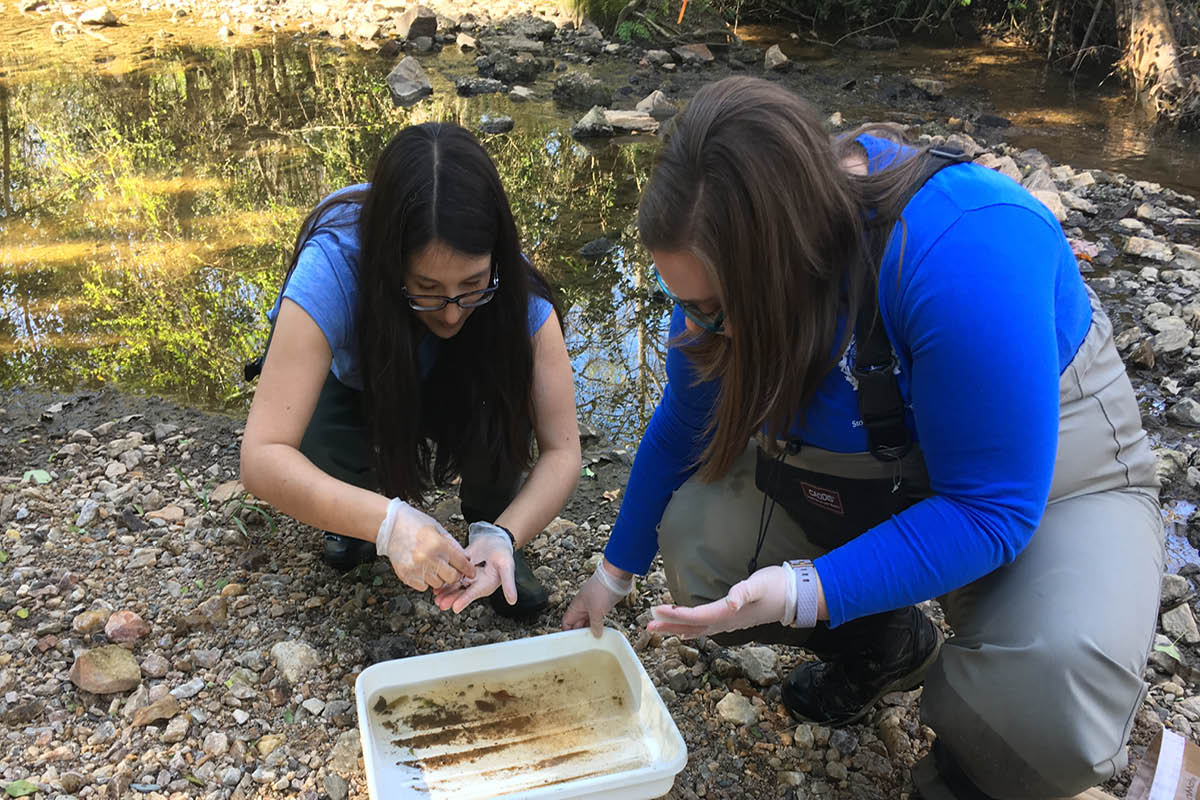 Staff collecting and studying water samples from a stream to track its health and quality.