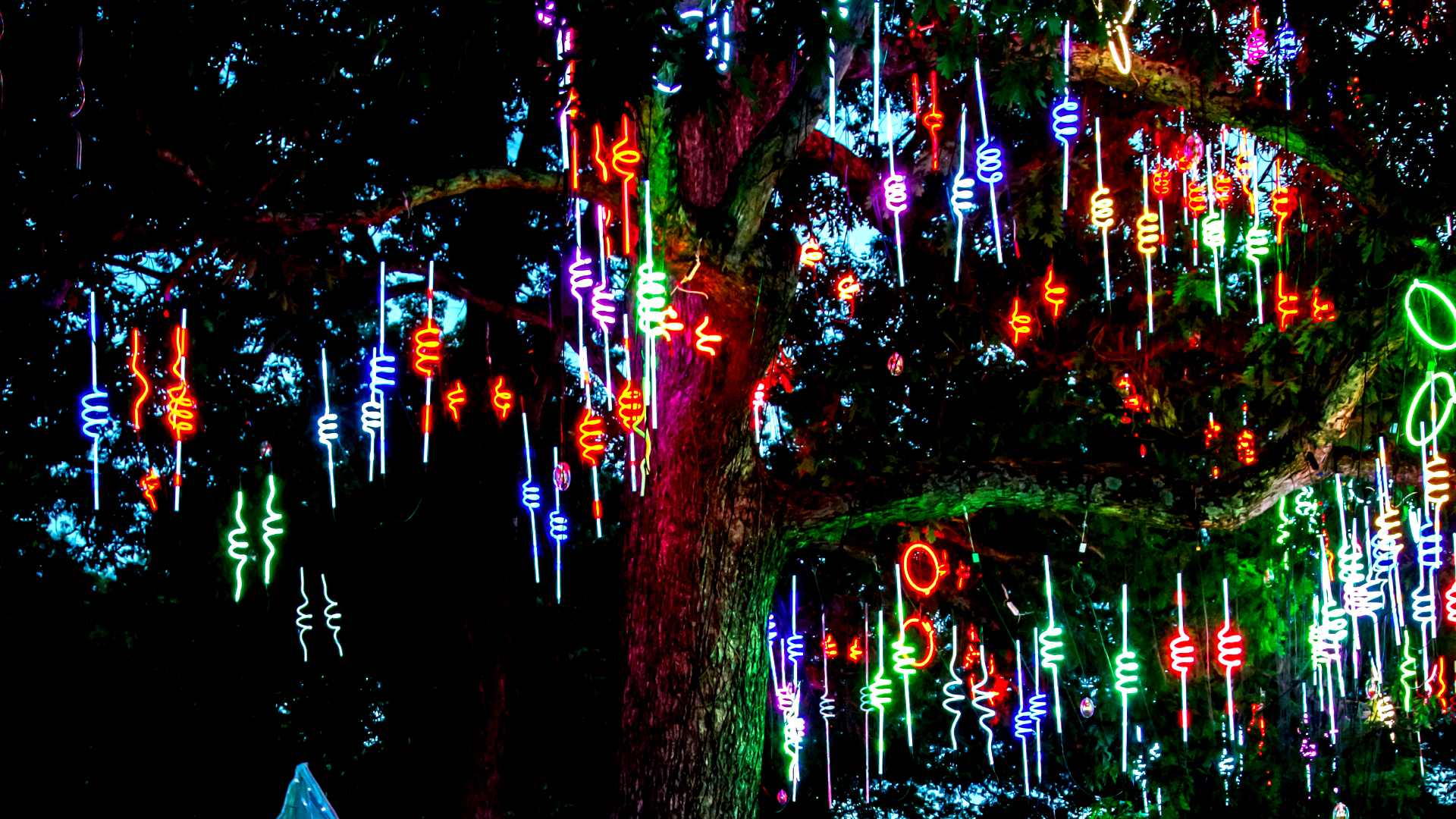 colorful neon lights hanging in tree