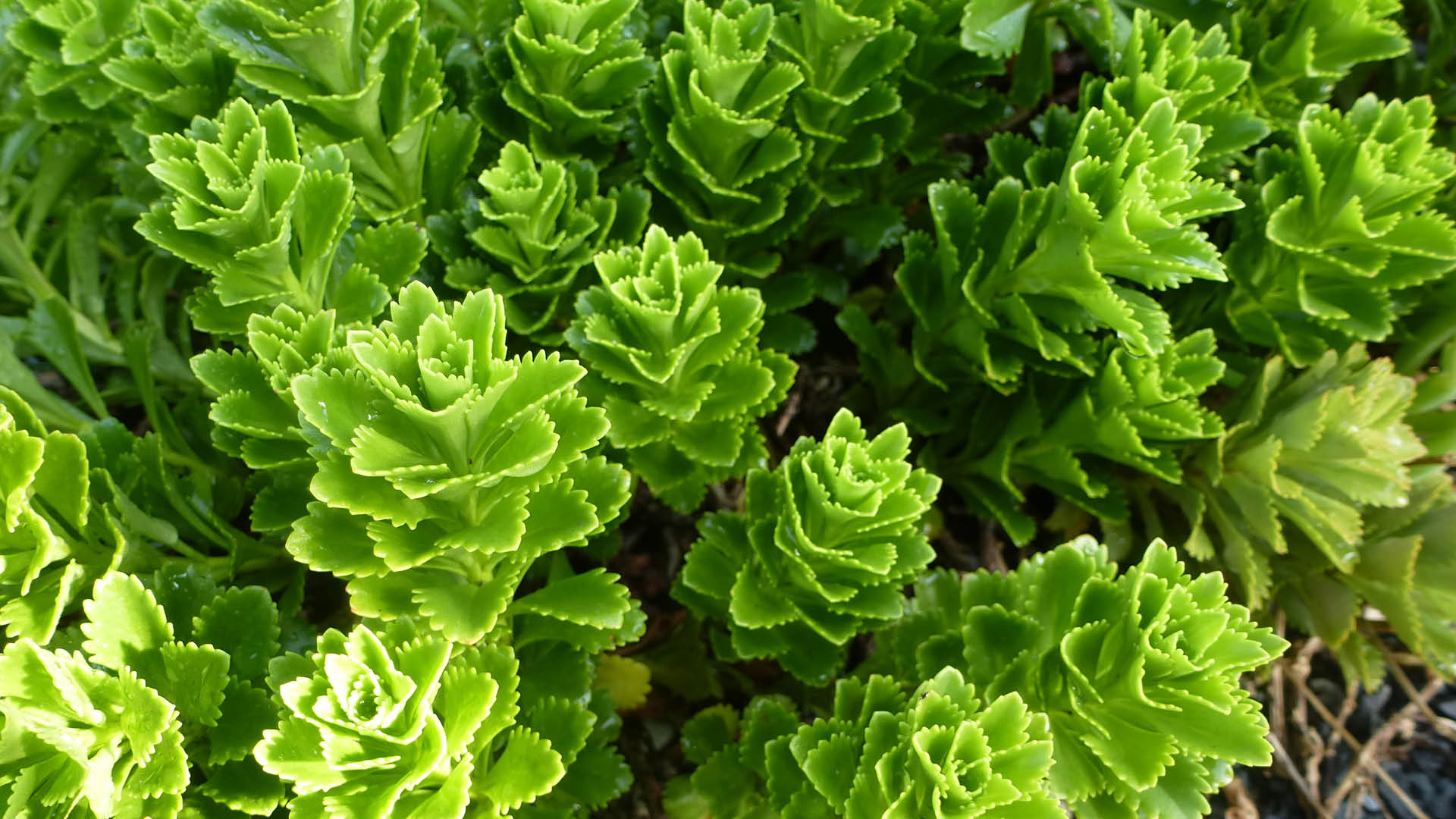 Bright green plants that grow on a green roof at a community center in Raleigh. 