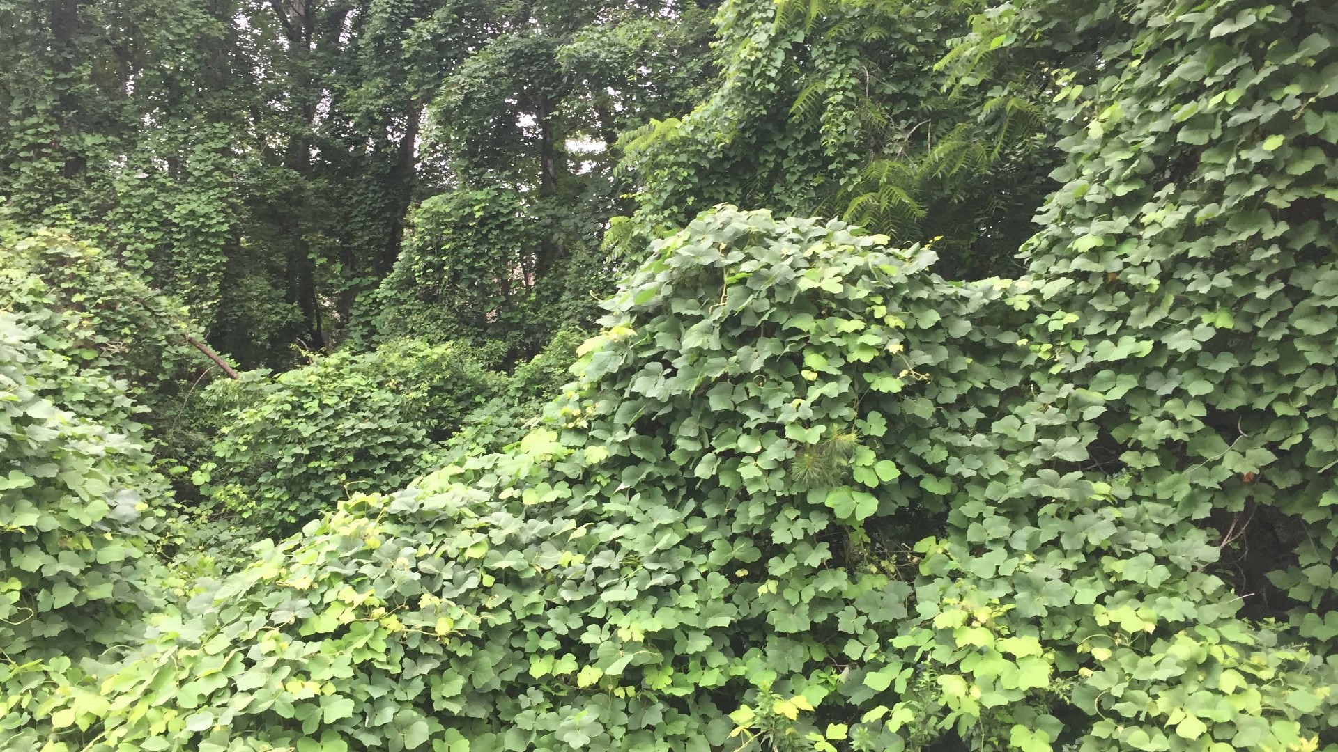 the-story-behind-kudzu-the-vine-that-s-still-eating-the-south