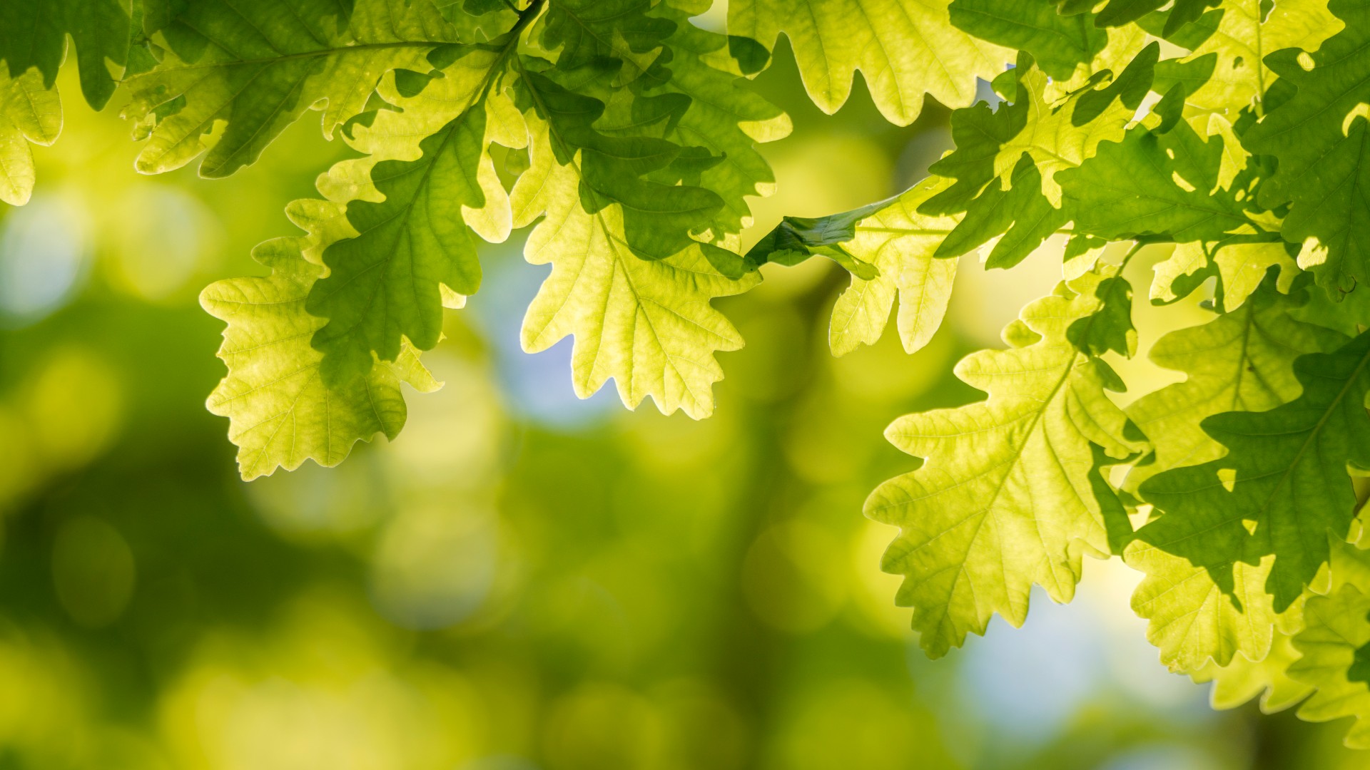 Looking up at green oak tree leaves