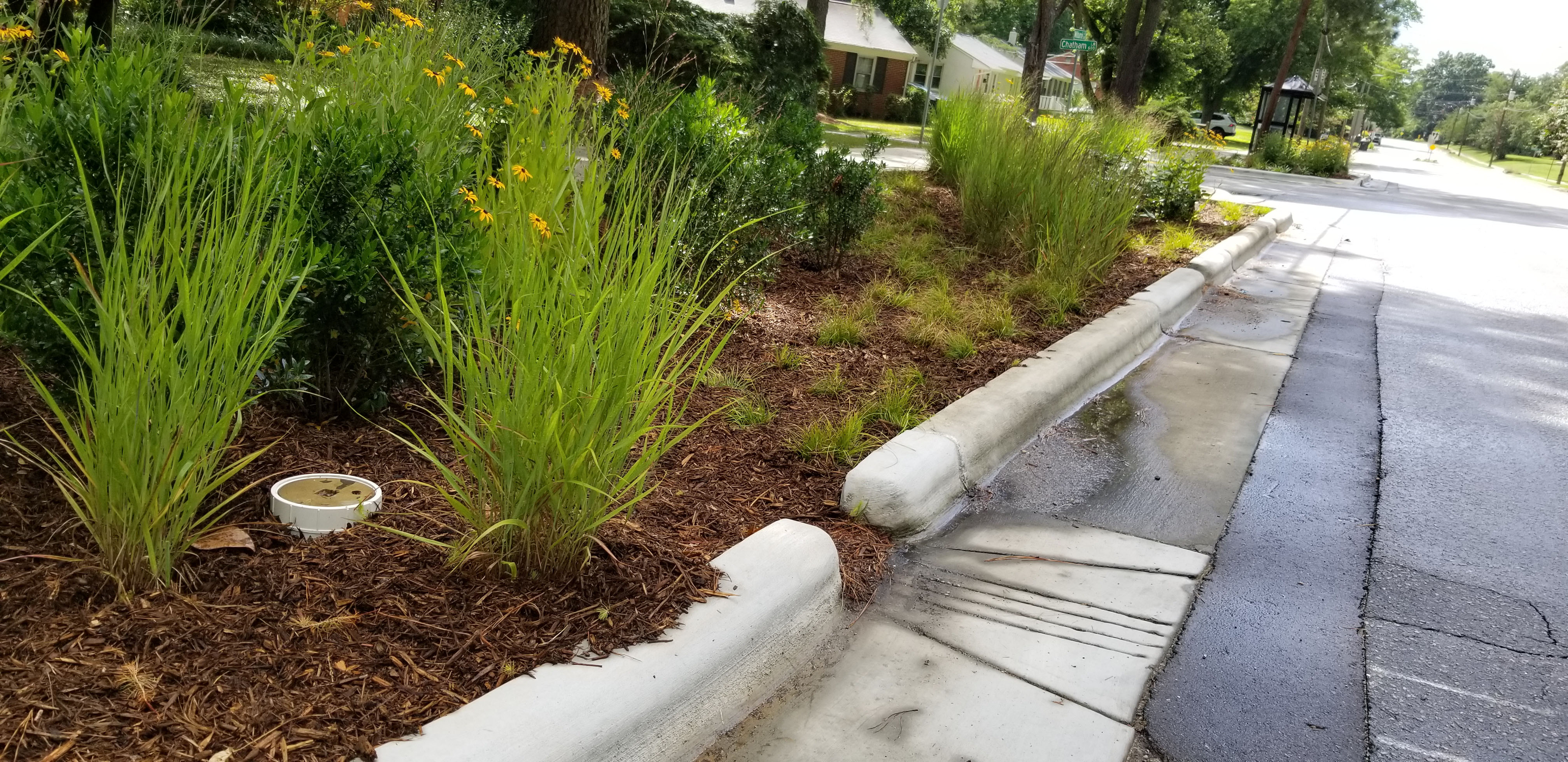A bioretention area installed to reduce water pollution coming from Milburnie Road