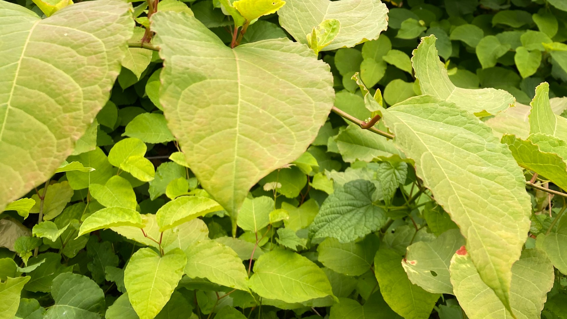 Japanese Knotweed and Psyllid and on the Walnut Creek Greenway