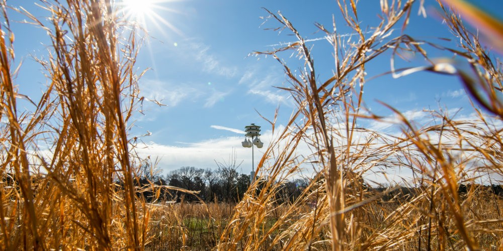 View peeking through brown tall dry grasses of bird house