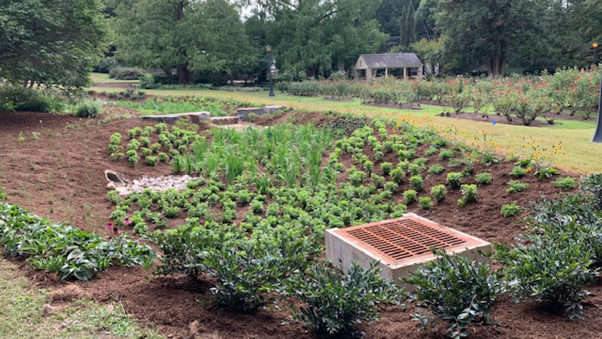 A planted area at Raleigh Rose Garden that helps protect Beaverdam Creek from water pollution. 