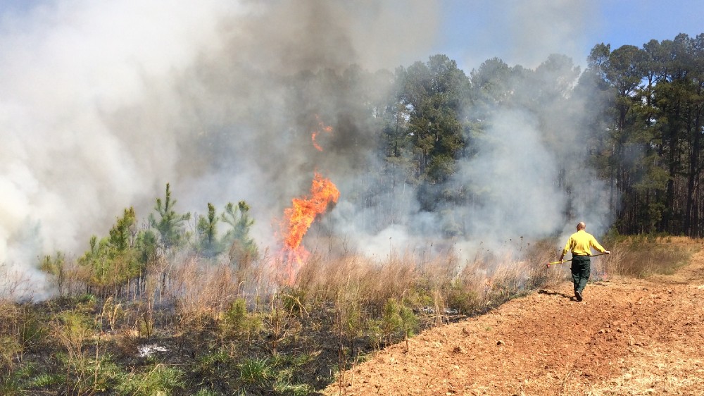 Prescribed Fire | Raleighnc.gov