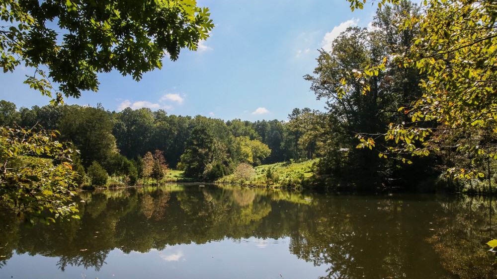 Pond surrounded by lush green trees
