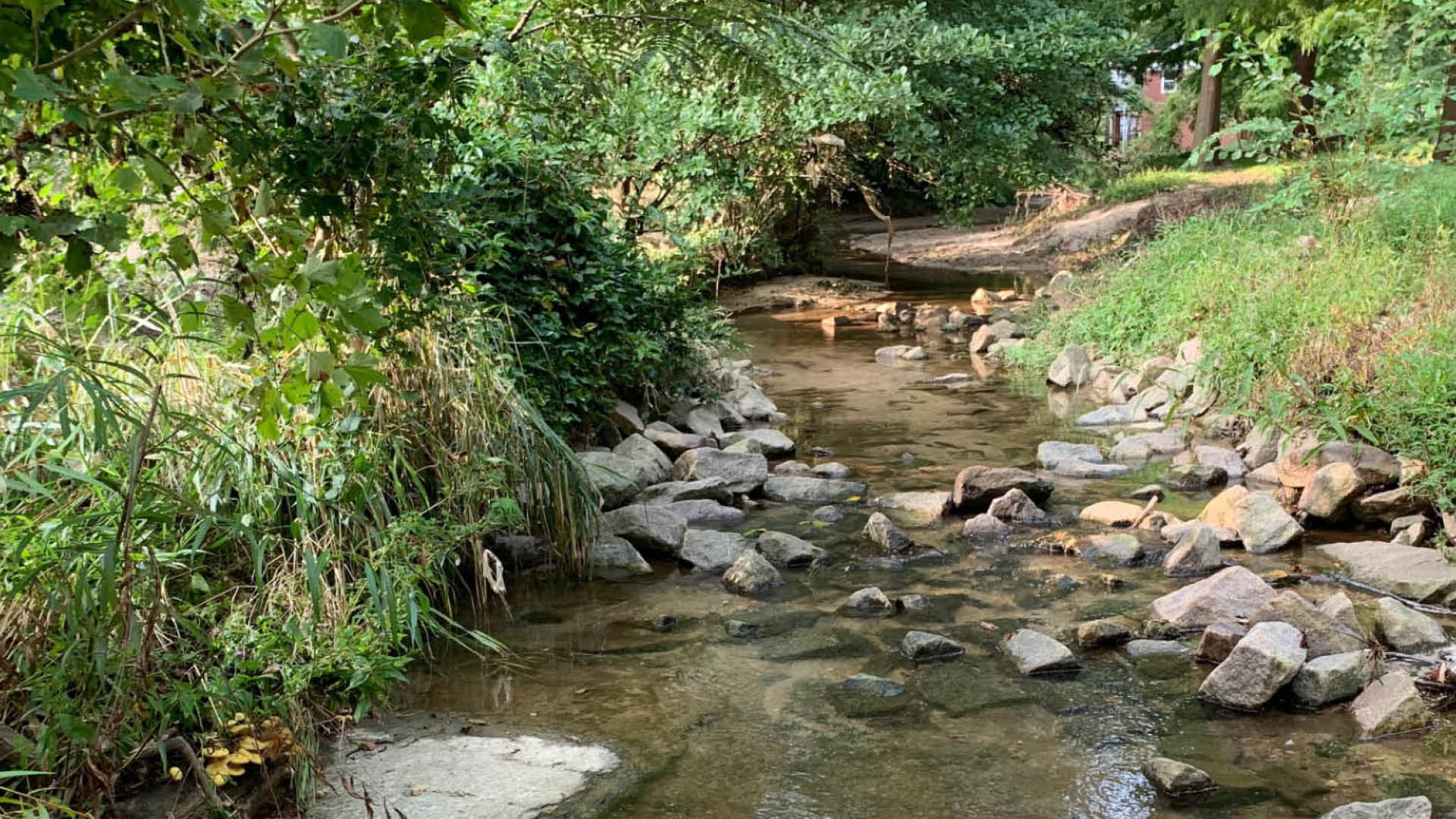 An in-stream view of Cemetery Branch in Raleigh