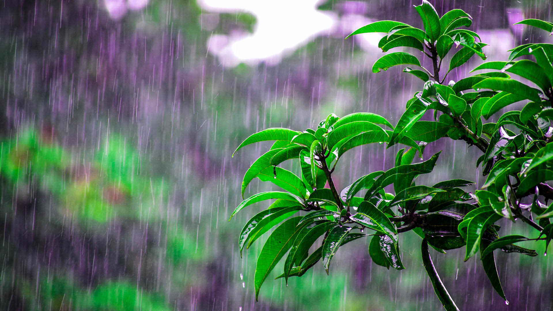 Rain falling near a tree with green leaves 