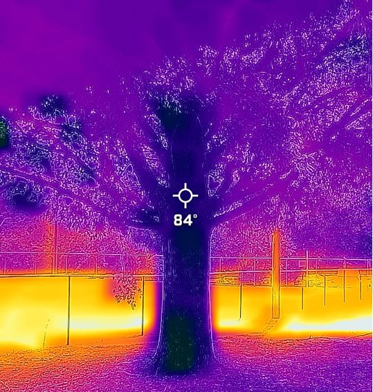 Thermal Image of a tree at Chavis Park showing cooling effect of tree cover.