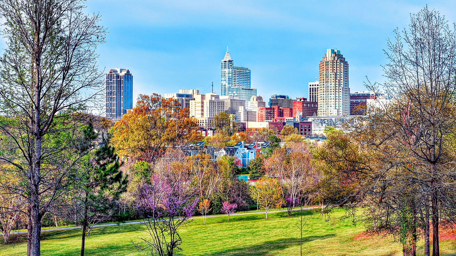 Downtown trees against the Raleigh Skyline