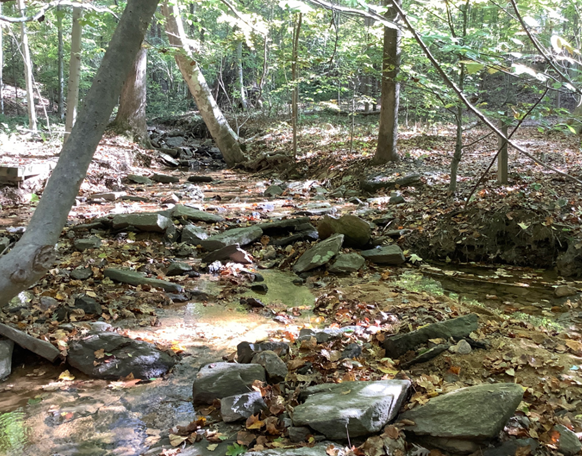 forest floor with creek