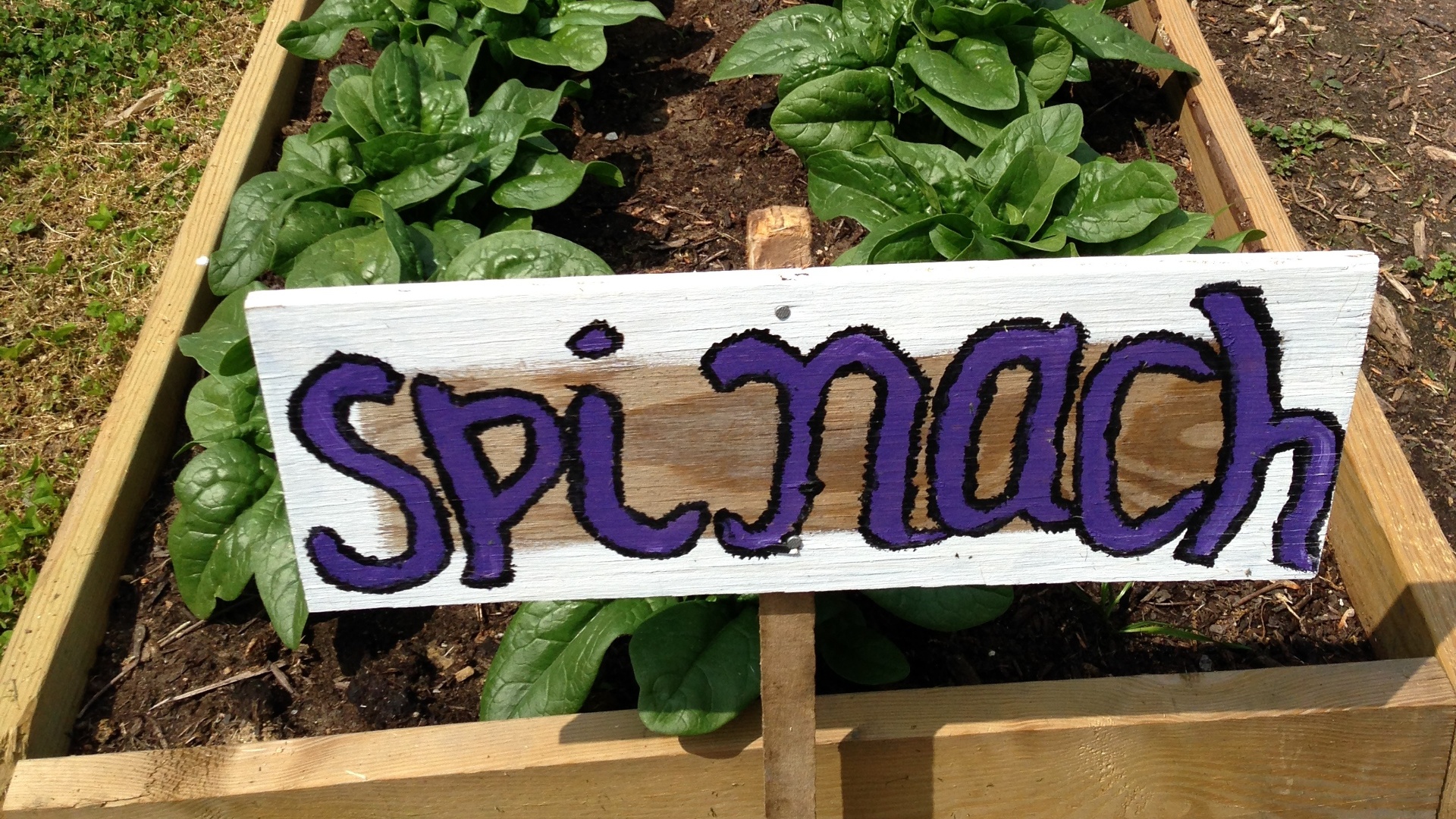 Planter's box filled with growing spinach plants