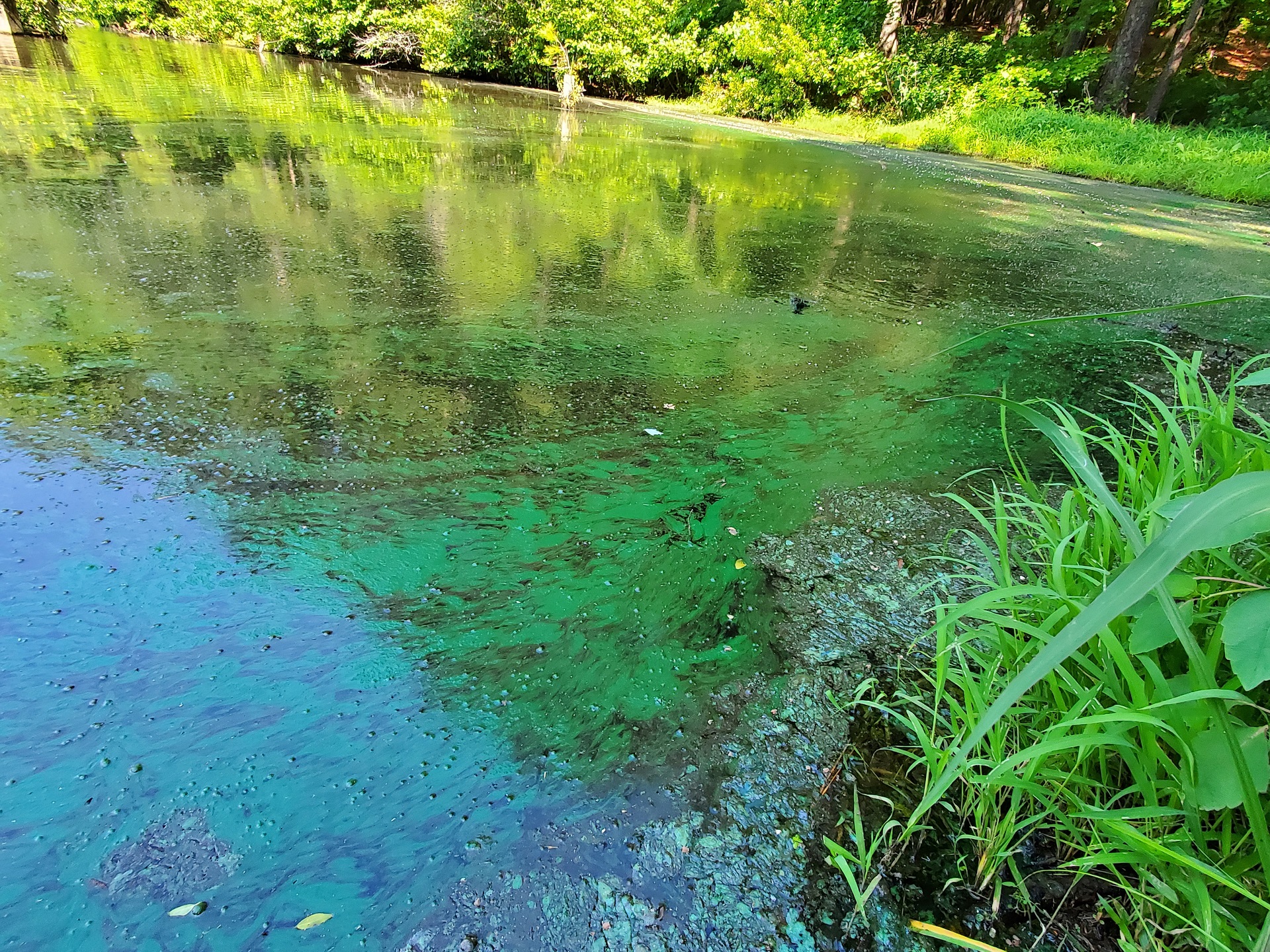 Algae growth visible on pond water. 