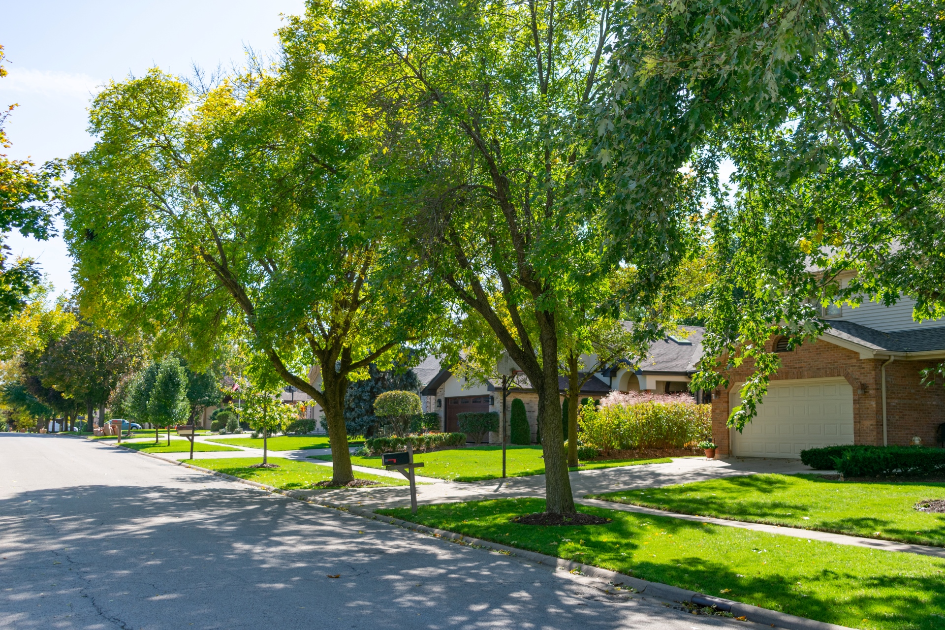neighborhood street lined with trees