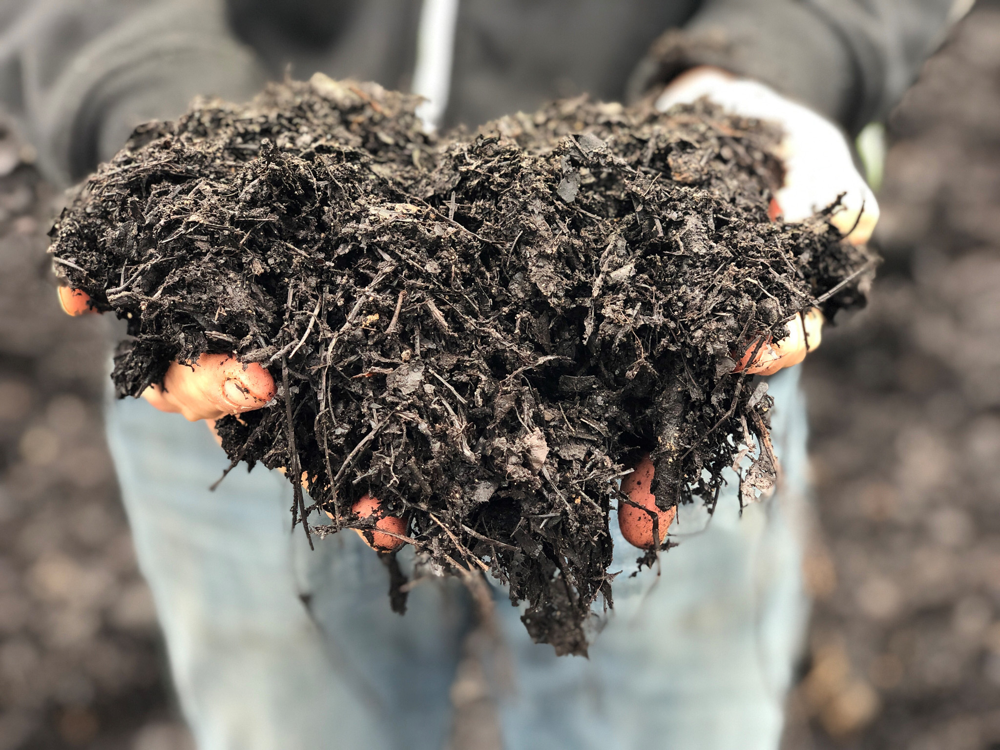 Hands holding mound of leaf mulch