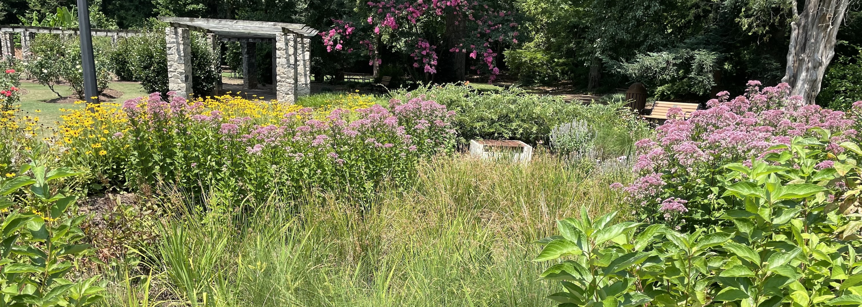 Rose Garden Bioretention Area