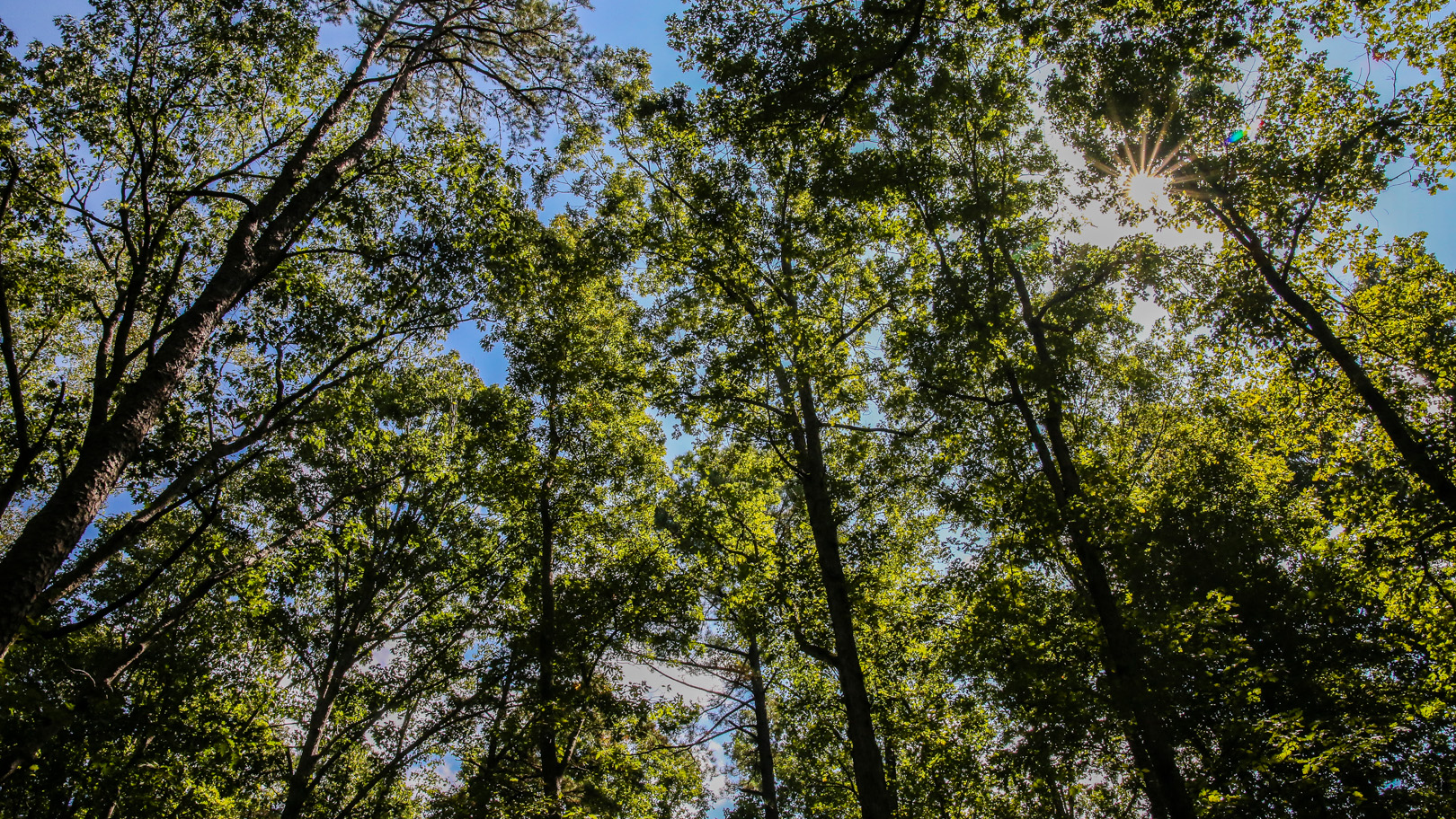 tall trees in the forest with blue skys and sun in the background
