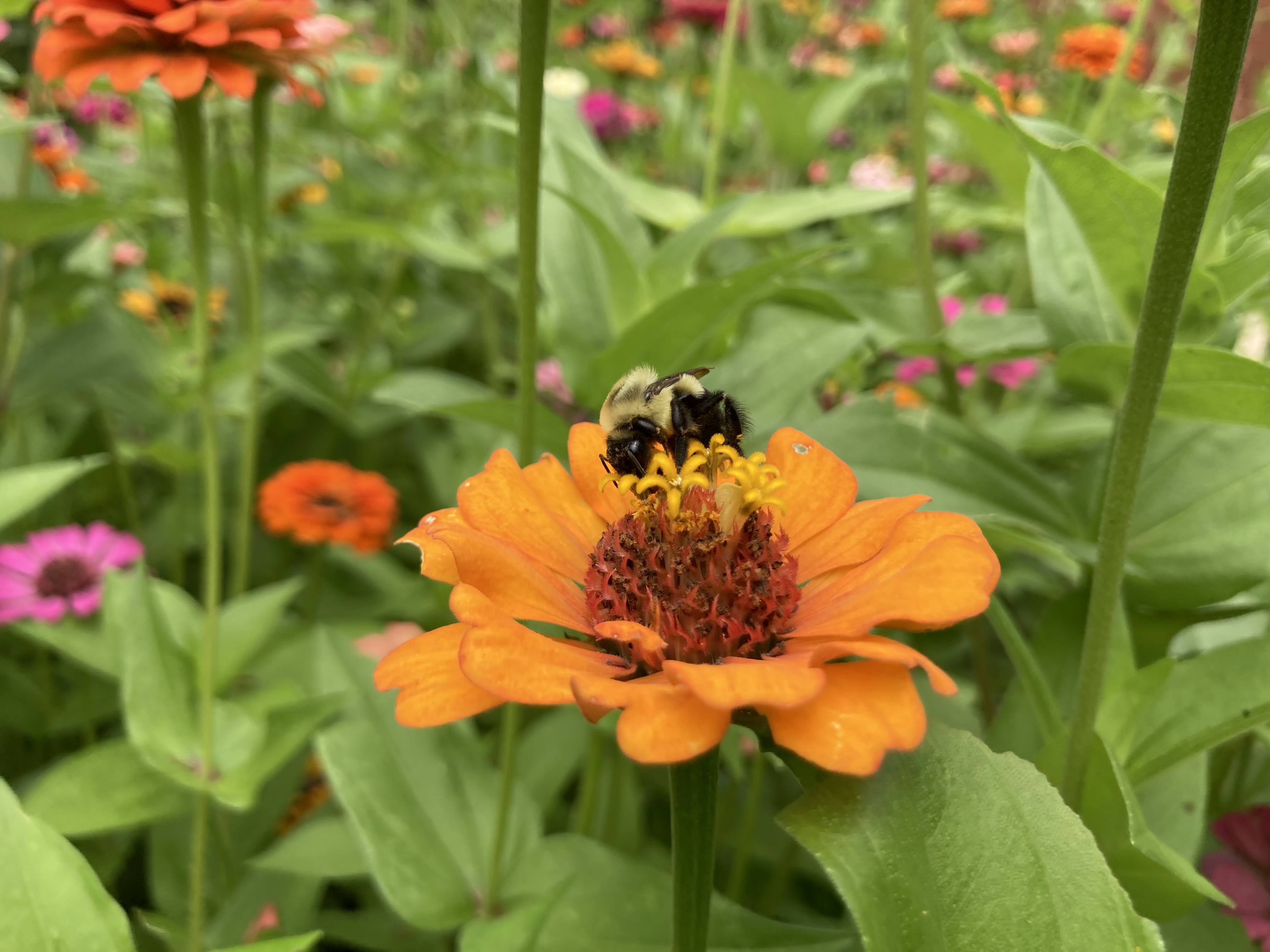 Bee on a zinnia flower