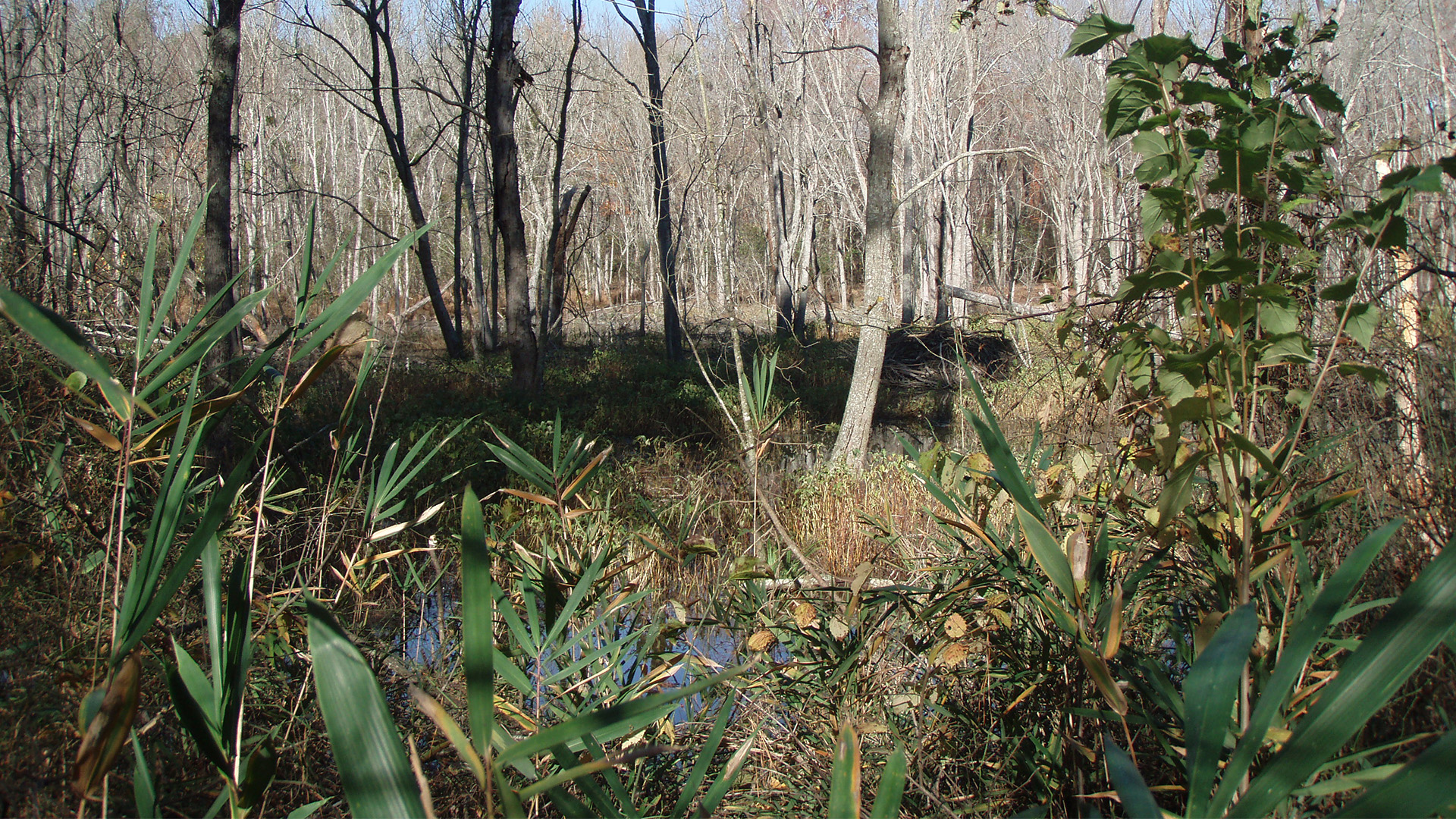 Wetland with mix snags and green vegetation at Kyle Drive Park