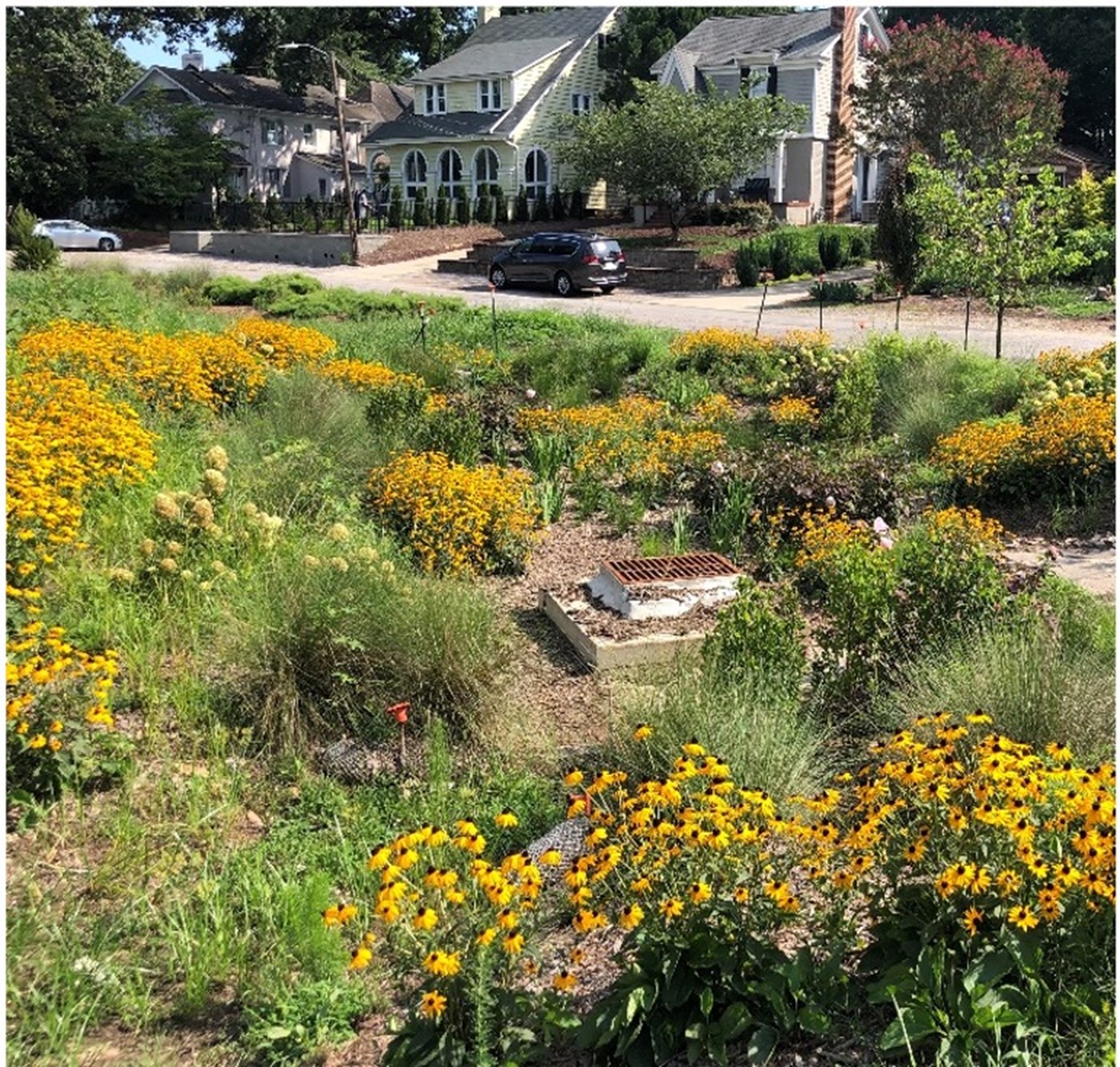 Rain garden near homes