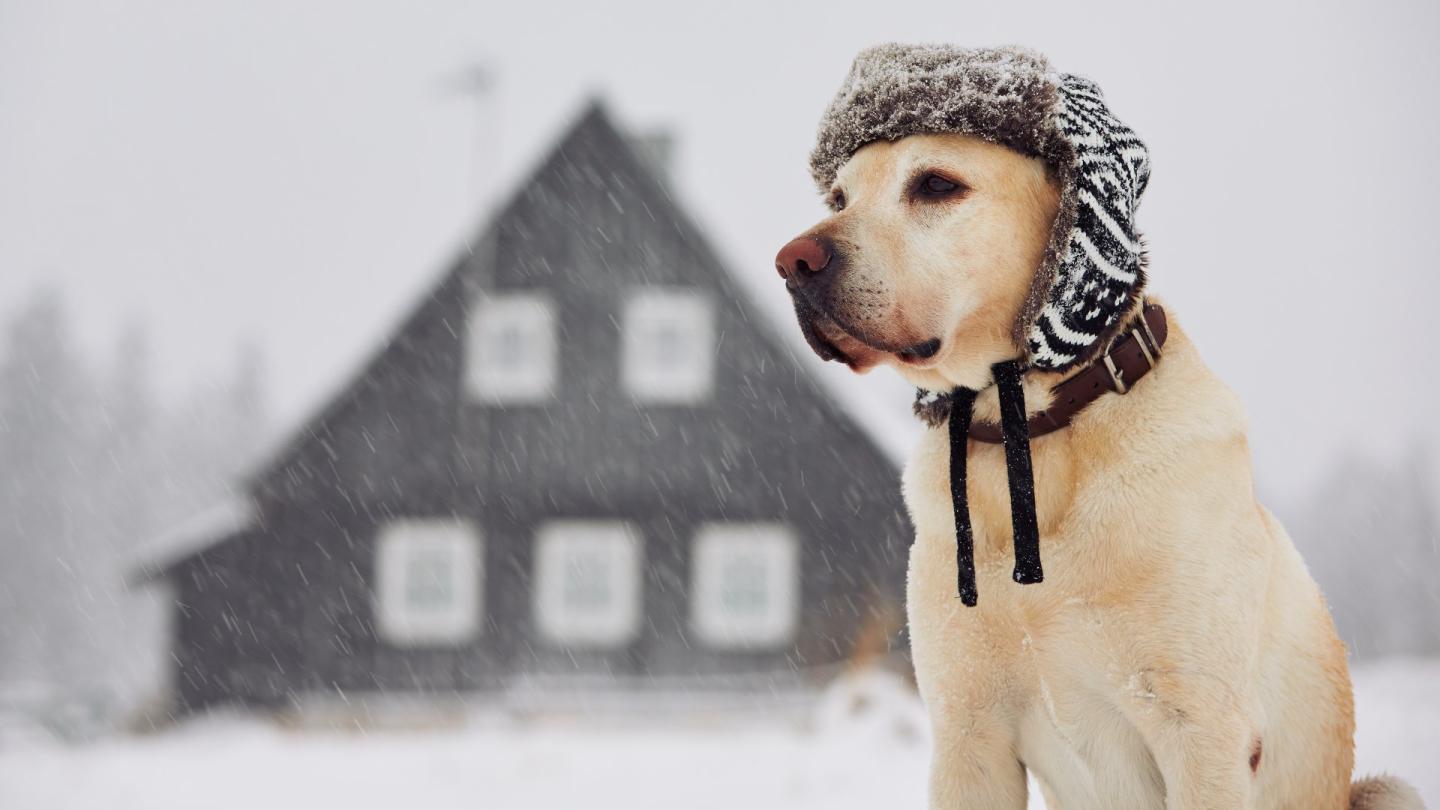 A dog in snow wearing a hat