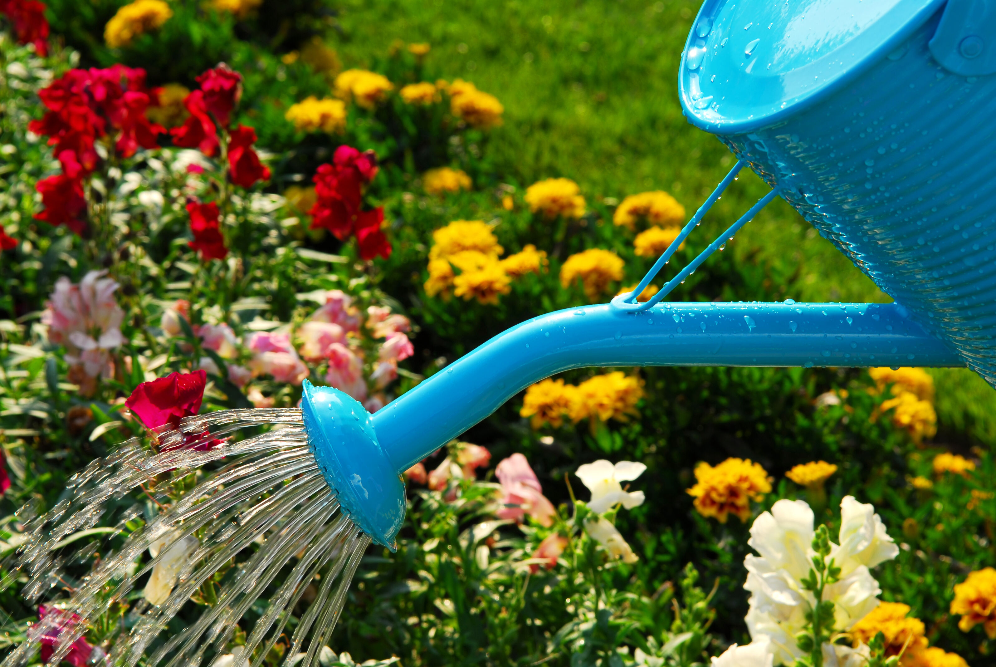 Person watering flower garden