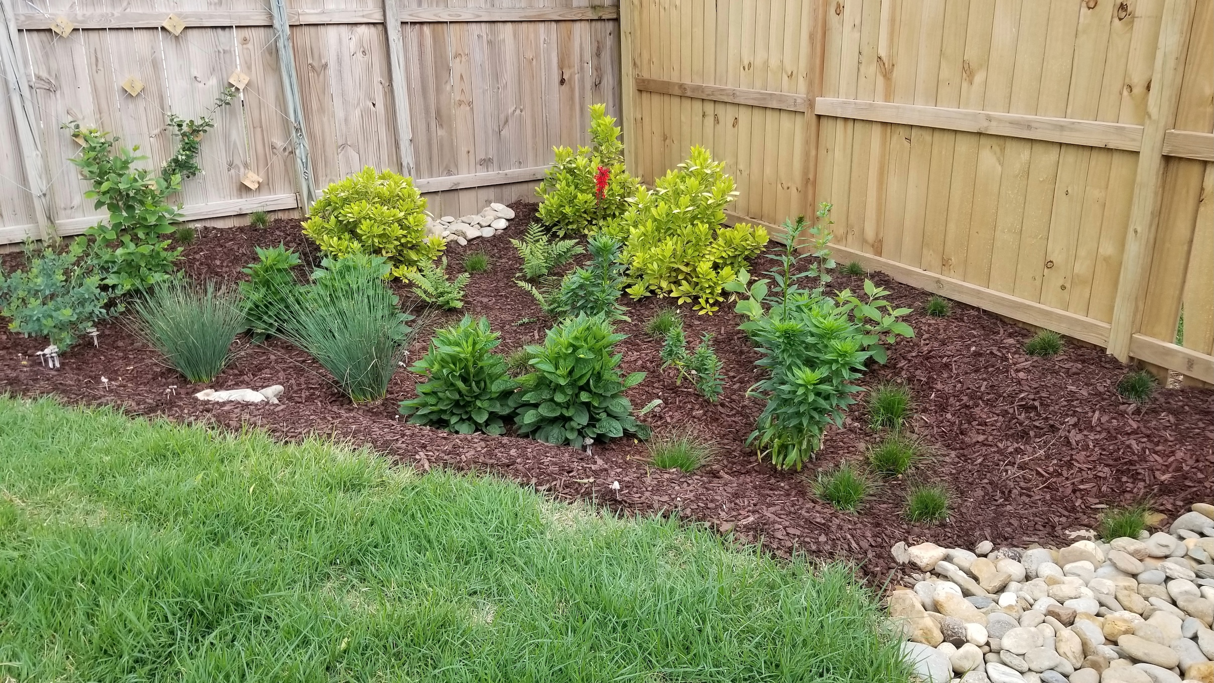Rain Garden