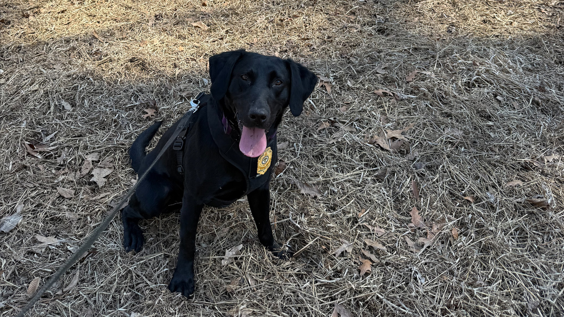 Peppers, a black lab dog who is a member of the police K9 group looks at the camera with his tongue hanging out