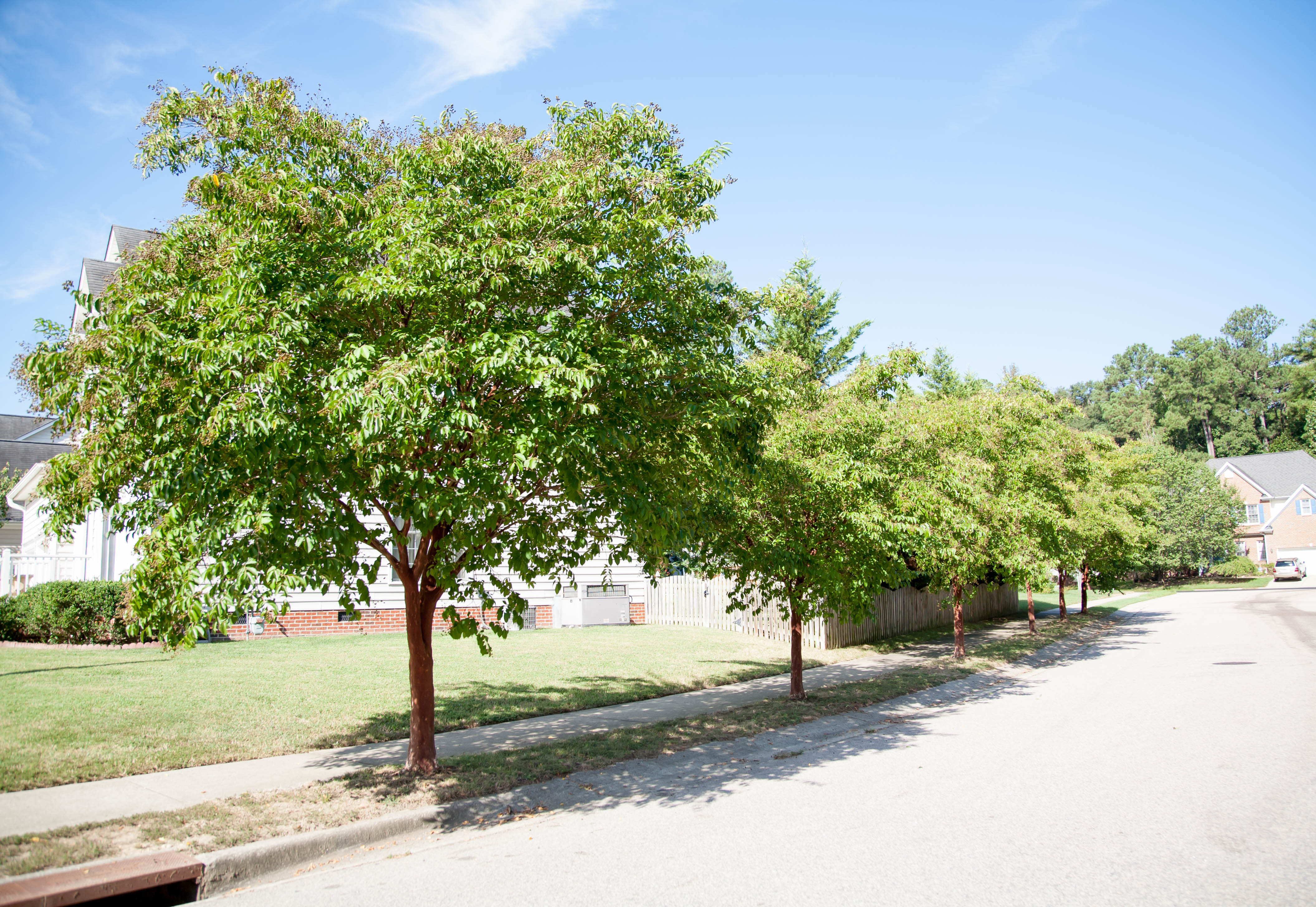 Several trees lining a street
