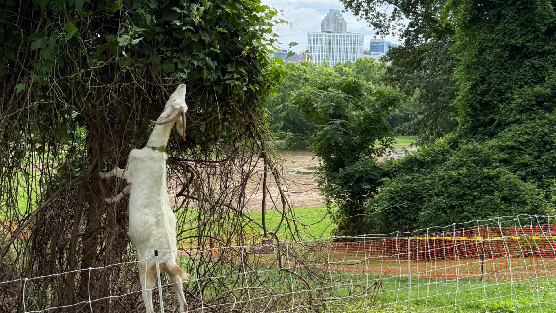 goats eating weeds
