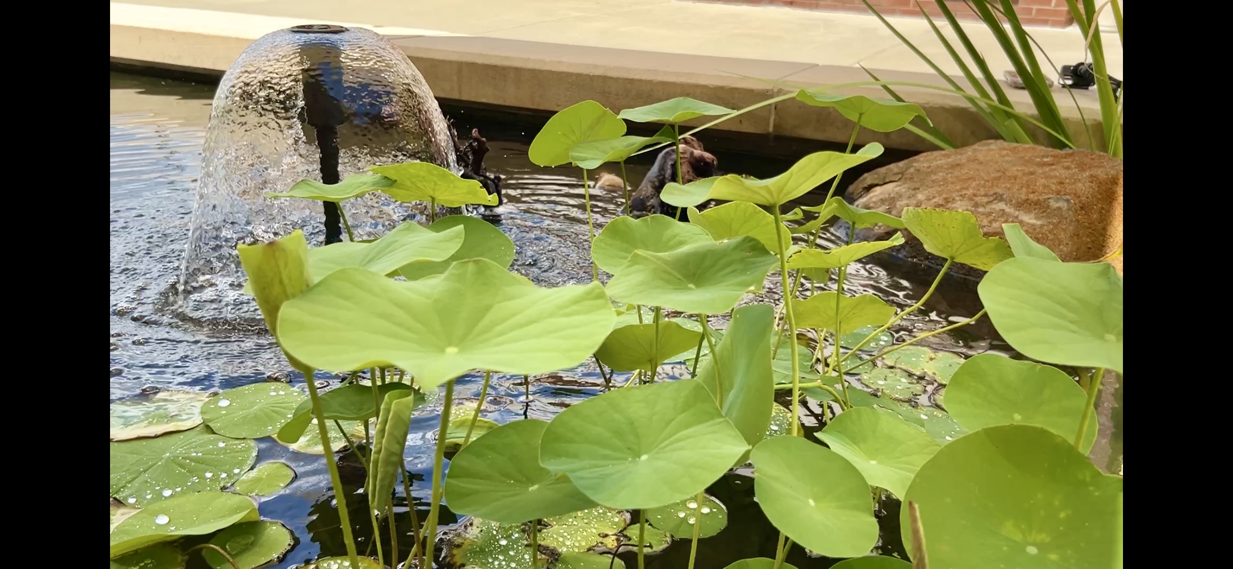 Pond with a water feature and multiple green lily pads growing out of the water.