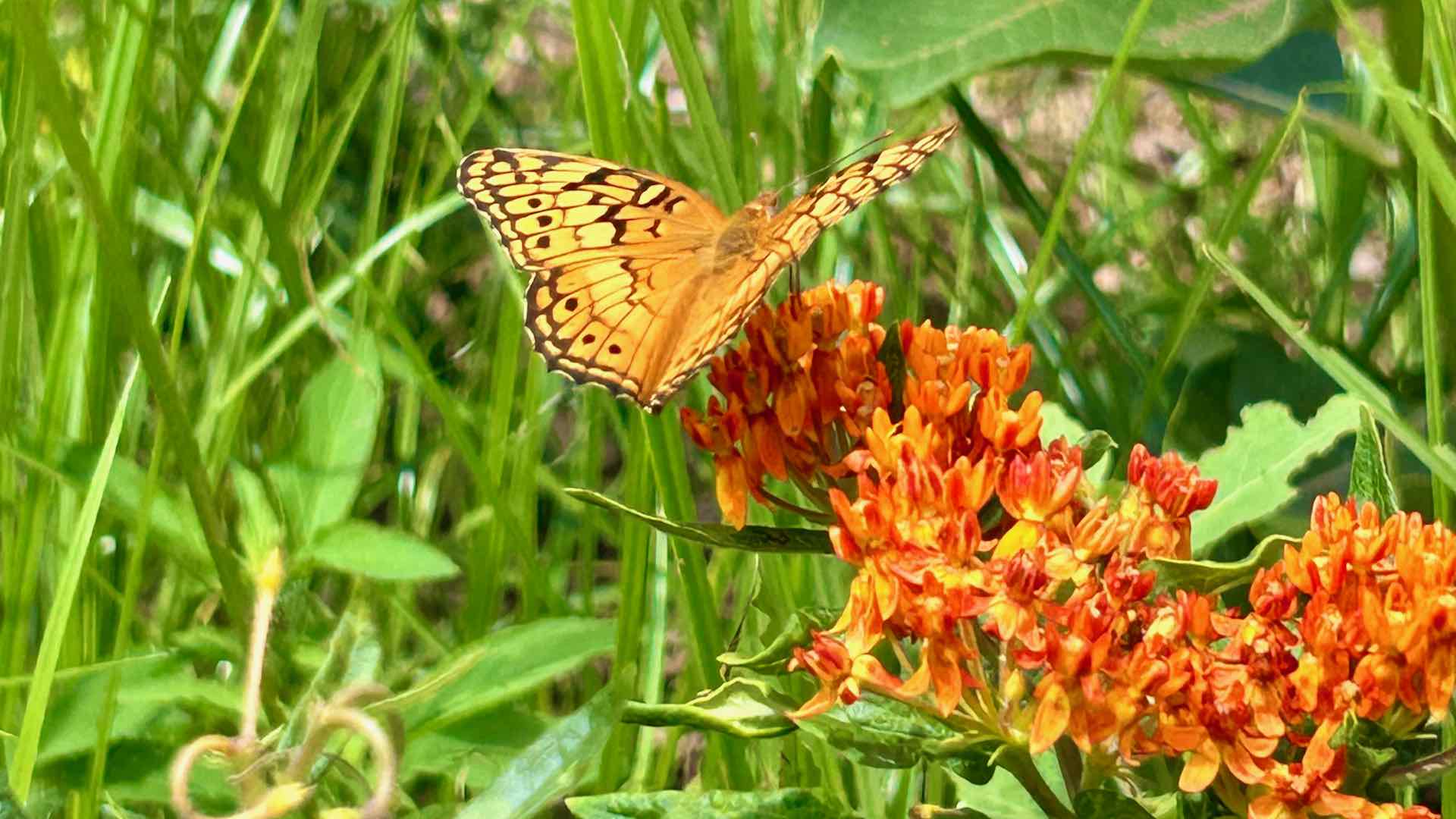 a butterfly with grassy background
