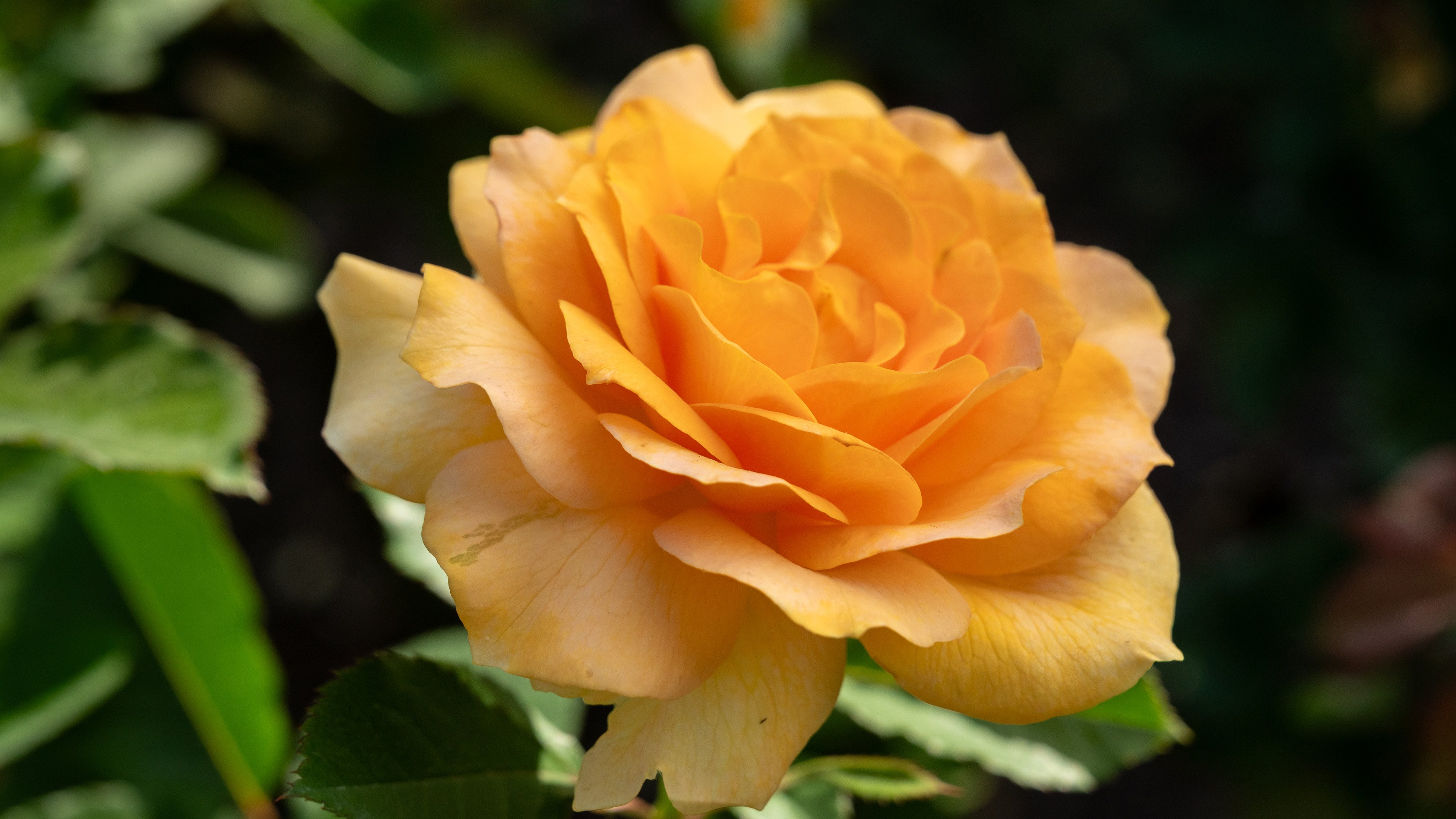 an image of a peach colored rose