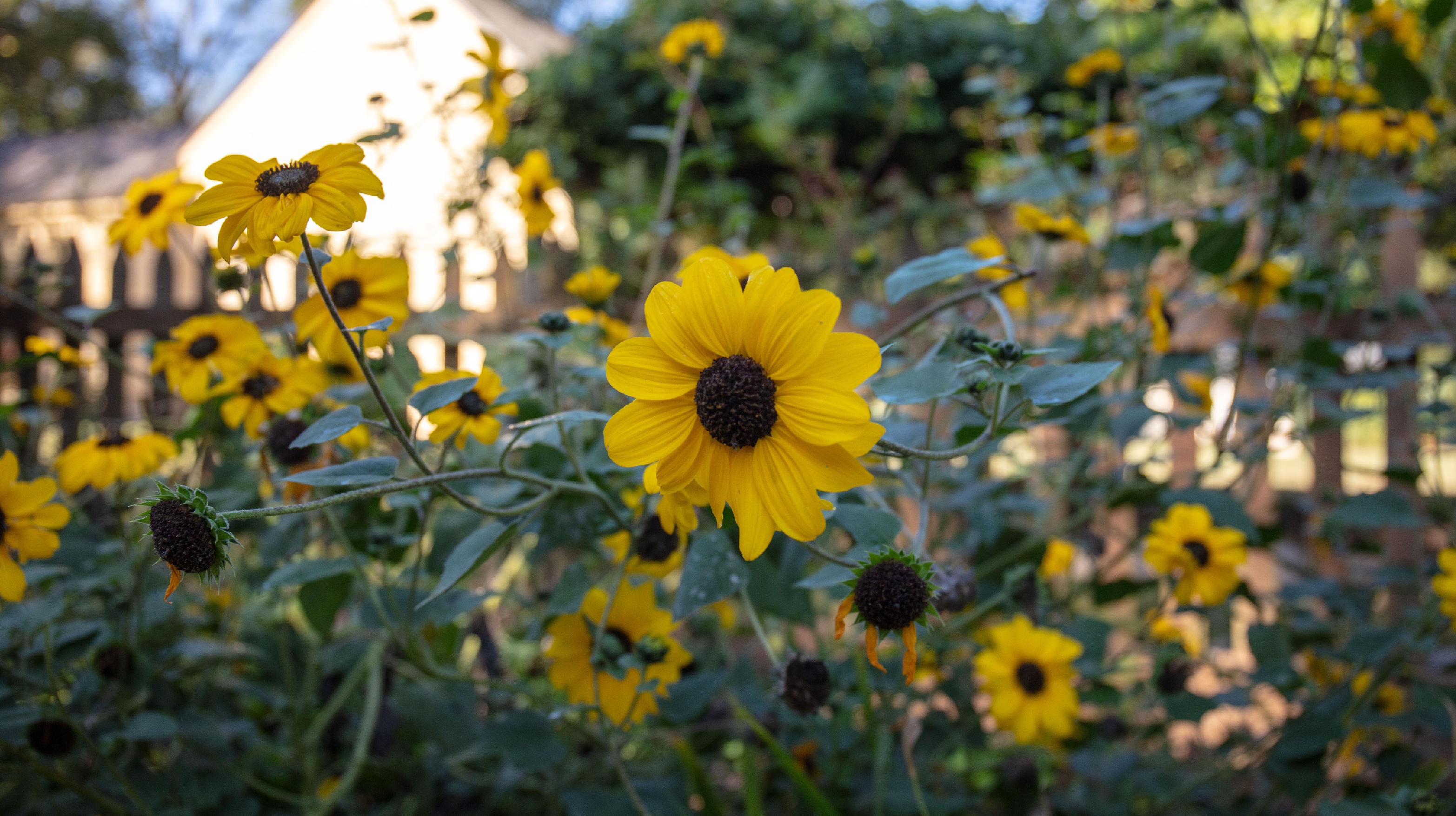 yellow flowers in a garden