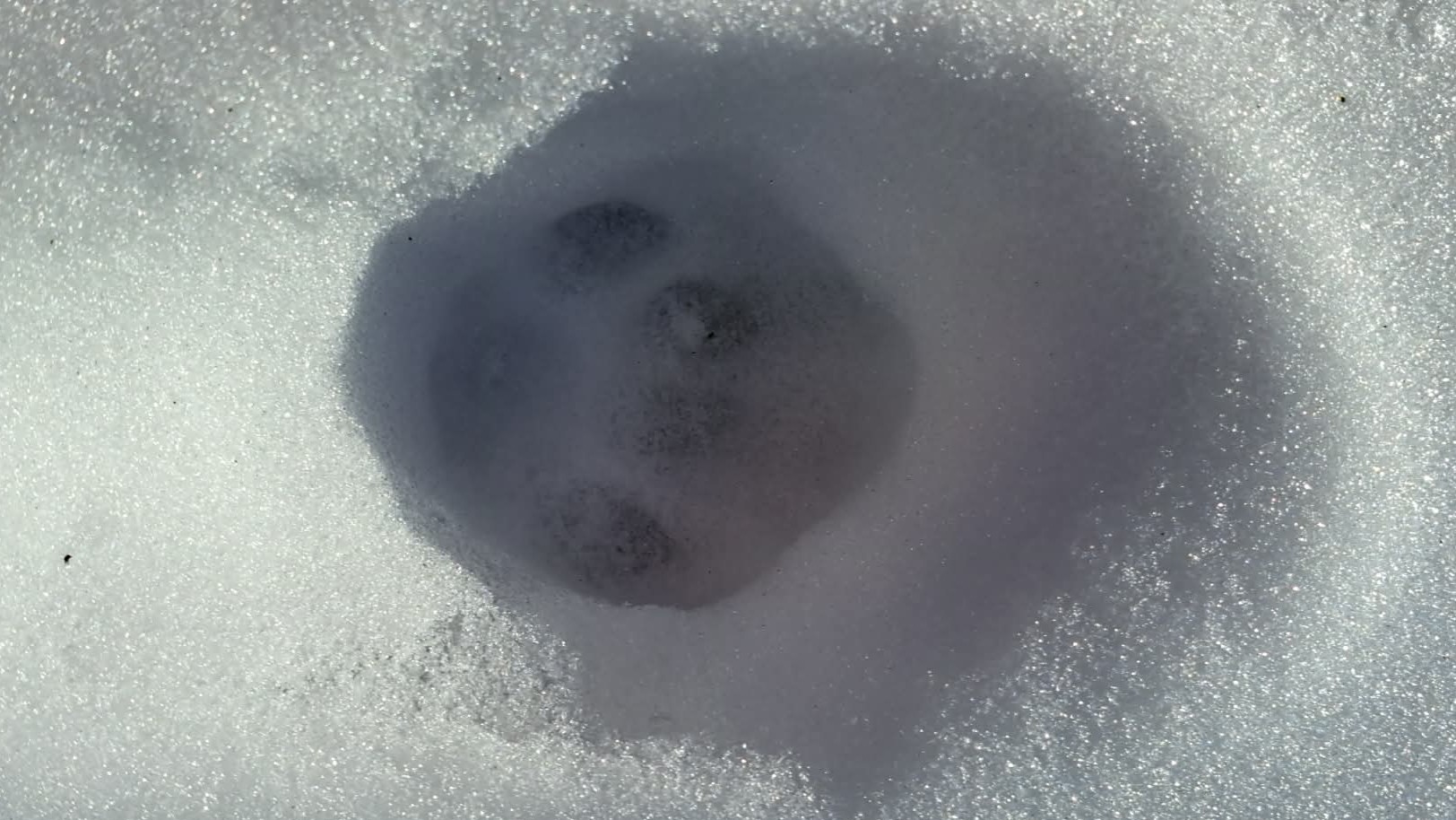 Cat Snow Footprints 