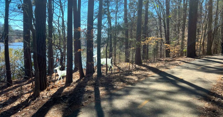 Curving wooded lakeside trail with white geometric deer sculptures among tall trees and sunlight casting long shadows.