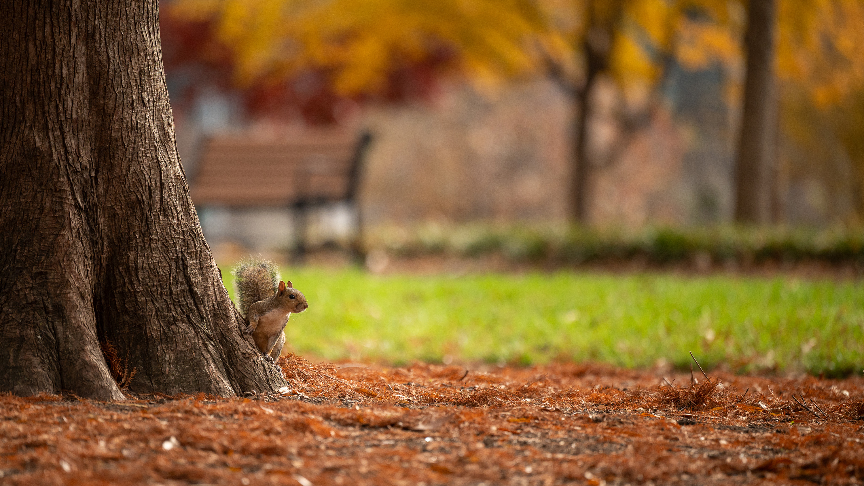 a squirrel standing a tree trunk in Nash square
