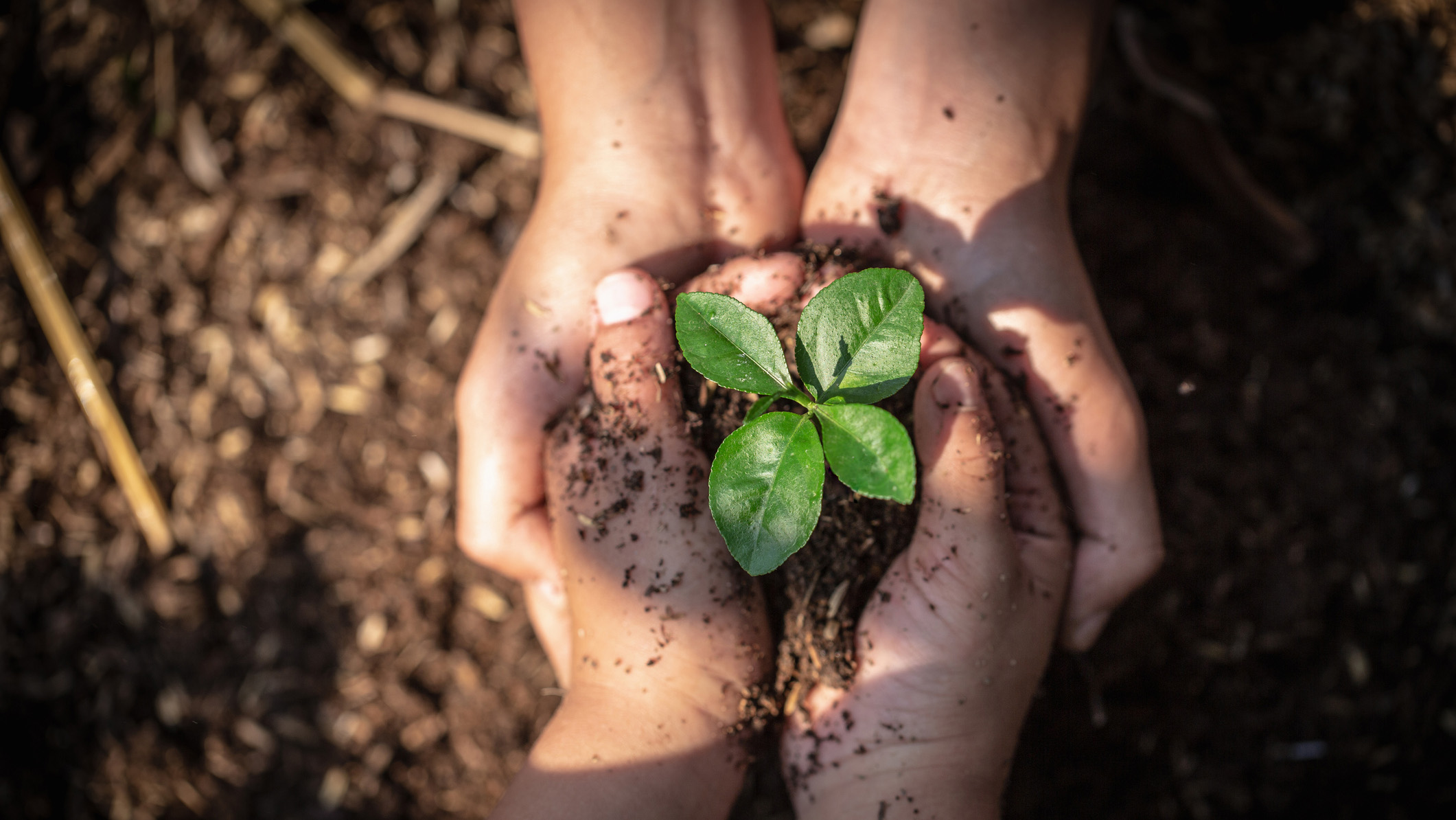 the hands of adults and children holding green seedlings