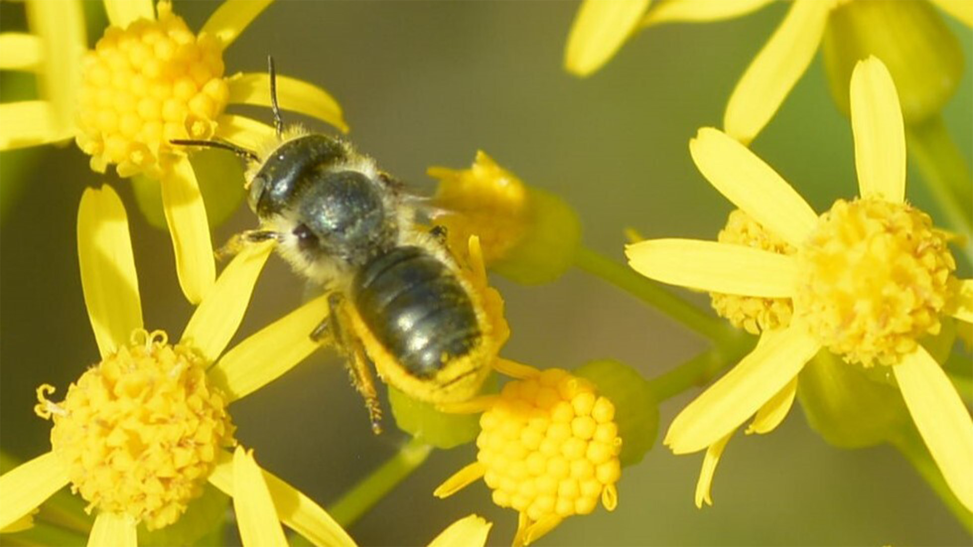 a bee on a yellow flower 