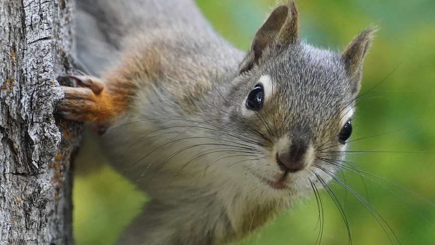 a gray squirrel on a tree trunk