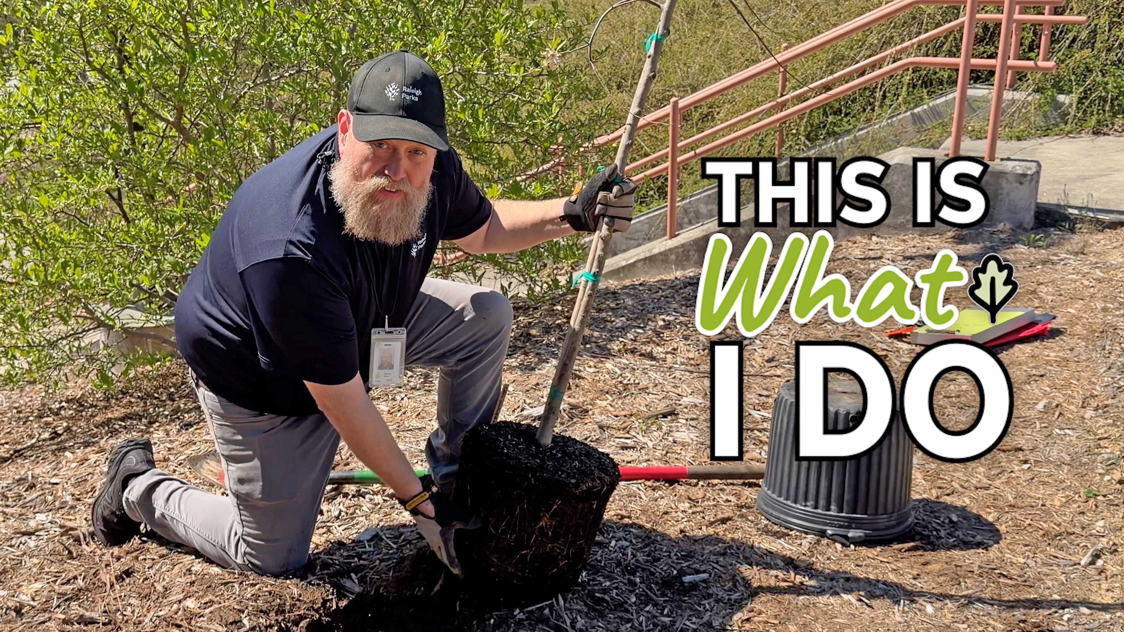 City employee planting tree in dirt