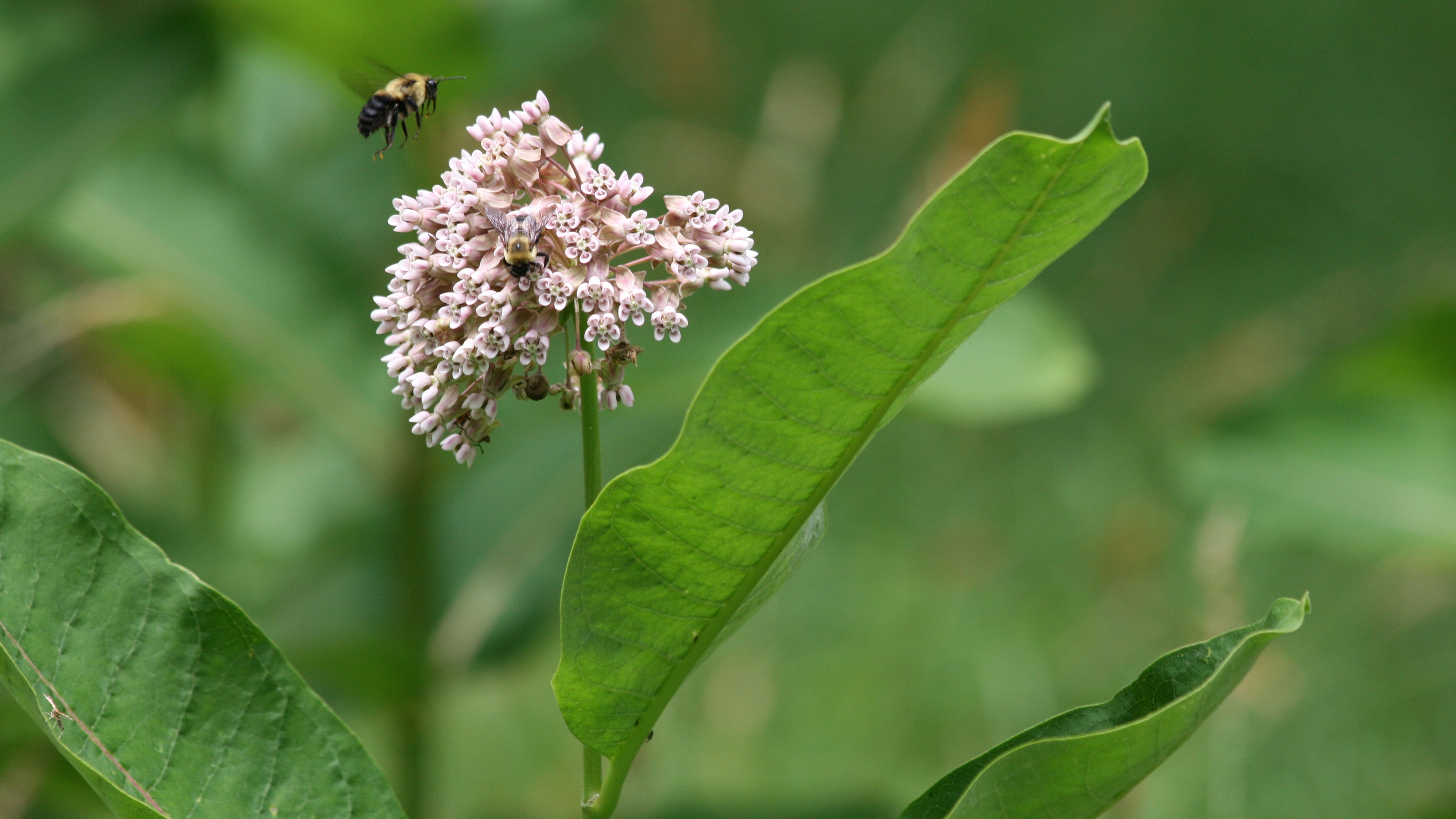 An image of a bee hovering over a flower