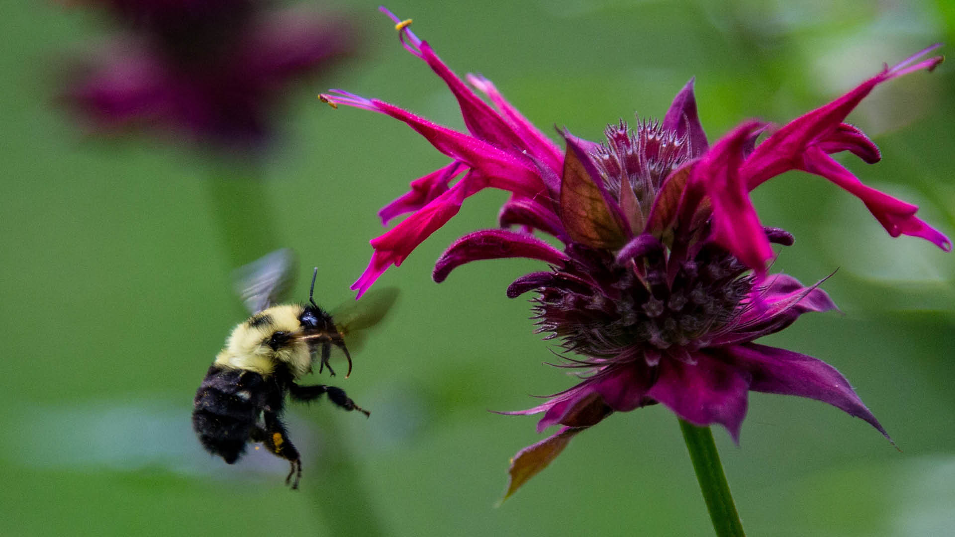 Bee and flower