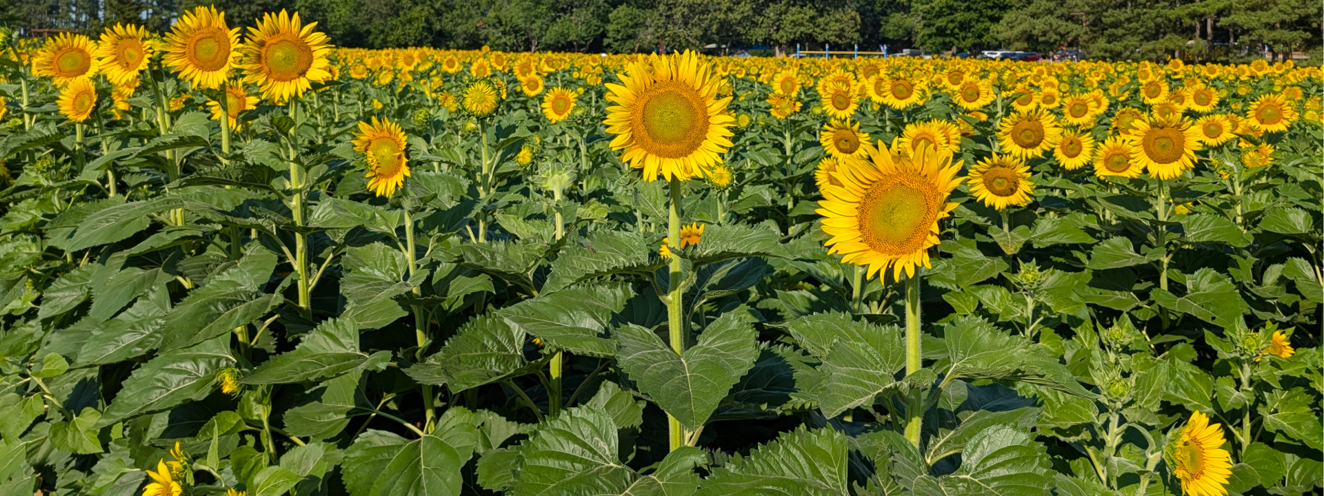 a field of sunflowers